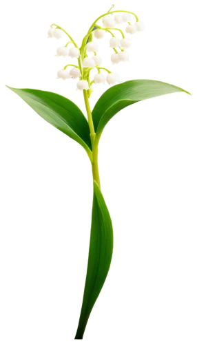 flowers png,pineapple lily,palm lily,lily of the valley,oil-related plant,lily of the field,morinda citrifolia,lily of the desert,aromatic plant,hymenocallis,peace lily,lilly of the valley,grape-grass lily,citronella,grass lily,lilies of the valley,tuberose,panicle,butterfly orchid,peace lilies,Illustration,Black and White,Black and White 26