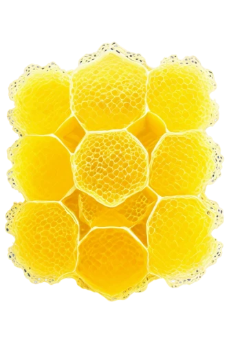 honeycomb structure,honeycomb,building honeycomb,beeswax,honeycomb grid,honey products,hexagons,beeswax candle,lemon beebrush,hexagon,flower honey,bee eggs,hexagonal,bee hive,bee,pollen,lemon pattern,hive,honey jar,thai honey queen orange,Photography,Fashion Photography,Fashion Photography 24