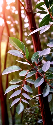 eucalyptus,curry leaves,tree leaves,gum leaves,sunlight through leafs,mandarin leaves,hawaii bamboo,beech leaves,holly leaves,baihao yinzhen,climbing plant,background bokeh,green leaves,syzygium aromaticum,leaves,syzygium malaccense,foliage leaves,forest plant,syzygium,tea plant,Unique,3D,Isometric