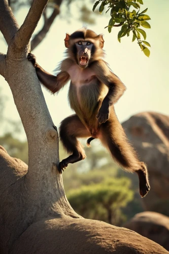 barbary monkey,squirrel monkey,spider monkey,he is climbing up a tree,baboon,primate,monkey,baby monkey,monkey island,primates,barbary ape,long tailed macaque,rock climber,animal photography,anthropomorphized animals,white-fronted capuchin,monkeys band,cheeky monkey,tarzan,monkey gang,Photography,Artistic Photography,Artistic Photography 14