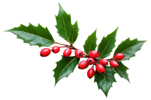 holly wreath,american holly,holly berries,wreath vector,holly leaves,holly bush,christmas motif,christmas garland,christmas flower,natal lily,xmas plant,rowanberry,christmas wreath,christmas ribbon,ilex verticillataamerican winterberry,mistletoe,christmas border,christmas banner,mistletoe berries,flower of christmas,Photography,General,Commercial