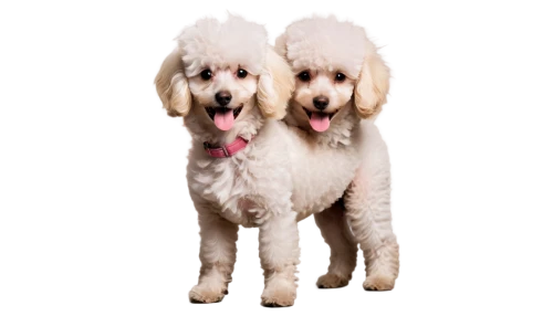 standard poodle,poodle crossbreed,miniature poodle,bedlington terrier,clumber spaniel,cavachon,bichon frisé,cavapoo,toy poodle,cockapoo,havanese,bichon,goldendoodle,pet vitamins & supplements,sealyham terrier,english cocker spaniel,two dogs,lagotto romagnolo,american water spaniel,borzoi,Photography,Fashion Photography,Fashion Photography 15