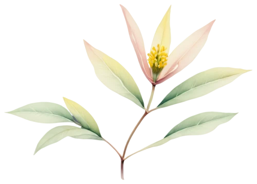 pineapple lily,tuberose,gymea lily,bay-leaf,flower illustration,tasmanian flax-lily,protea,flowers png,bay leaf,torch lily,oleander,oleaceae,strelitzia,palm lily,pineapple lilies,schopf-torch lily,curcuma,illustration of the flowers,lemongrass,magnolia star,Art,Artistic Painting,Artistic Painting 41