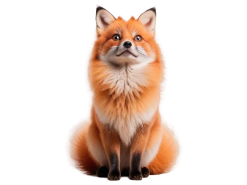 a fox,red fox,fox,redfox,child fox,cute fox,adorable fox,garden-fox tail,vulpes vulpes,kit fox,little fox,firefox,swift fox,patagonian fox,fox stacked animals,dhole,icelandic sheepdog,sand fox,canidae,foxes,Conceptual Art,Fantasy,Fantasy 32