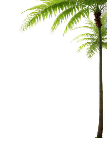 palm tree vector,norfolk island pine,fan palm,palmtree,wine palm,palm tree,coconut palm tree,potted palm,palm,cartoon palm,coconut palm,fir fronds,toddy palm,palm in palm,giant palm tree,coconut tree,easter palm,frond,fishtail palm,pony tail palm,Photography,General,Sci-Fi