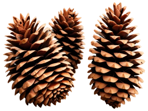 conifer cones,douglas fir cones,spruce cones,fir cone,pine cone pattern,pine cones,conifer cone,pinecones,fir needles,pine cone,cones,pinecone,fir tree decorations,nordmann fir,spruce needles,fir trees,fir-tree branches,fir branches,fir branch,wooden christmas trees,Art,Artistic Painting,Artistic Painting 41