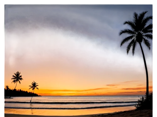 coconut palms,coconut tree,coconut trees,coconut palm tree,coconut palm,sunrise beach,sunset beach,samoa,bali,palm tree silhouette,reunion island,balinese,srilanka,palm silhouettes,coconut leaf,dream beach,seminyak,seminyak beach,palm tree,landscape photography,Conceptual Art,Graffiti Art,Graffiti Art 12