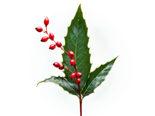 ilex verticillataamerican winterberry,american holly,black rowan,holly leaves,ilex vomitoria,holly berries,holly bush,xmas plant,cherry laurel,rowan-tree,siberian ginseng,rowanberry,rowan fruit,japanese kuchenbaum,xanthorrhoeaceae,cherry branch,geraniaceae,rose hip plant,allspice,sorbus aucuparia,Illustration,Realistic Fantasy,Realistic Fantasy 40