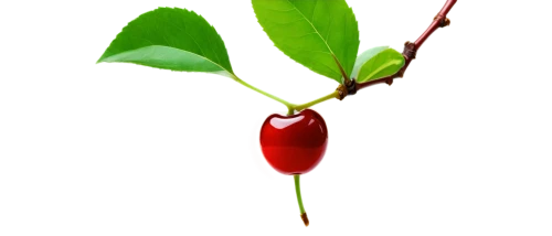 bladder cherry,chile de árbol,cherry branch,great cherry,fire cherry,serrano pepper,malagueta pepper,syzygium malaccense,hill cherry,wild cherry,tabasco pepper,syzygium,pepper plant,cayenne,cayenne pepper,jewish cherries,red chili,cherry,chili pepper,red chili pepper,Art,Artistic Painting,Artistic Painting 44