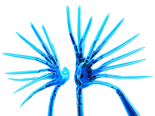 cnidarian,cyanus cornflower,spines,echinoderm,stamens,isolated product image,close up stamens,borago officinalis,nerve cell,stamen,cleanup,connective tissue,caryophyllaceae,purple salsify,black salsify,crepis paludosa,jasione montana,cornflower,bristles,cyclopogon,Conceptual Art,Daily,Daily 22