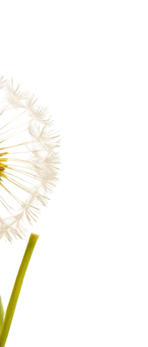 dandelion background,wood daisy background,leucanthemum,common dandelion,chrysanthemum background,dandelion flower,mayweed,taraxacum,leucanthemum maximum,camomile flower,hawkbit,taraxacum officinale,oxeye daisy,flowers png,dandelion,common daisy,dandelion flying,ox-eye daisy,dandelions,erigeron,Illustration,Children,Children 06