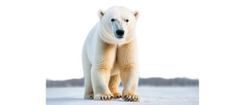 polar bear,white shepherd,polar,icebear,greenland dog,polar aurora,canadian eskimo dog,berger blanc suisse,aurora polar,ice bear,polar bears,white bear,young polar bear,samoyed,maremma sheepdog,nordic bear,white dog,canidae,albino horse,karelian bear dog,Illustration,Realistic Fantasy,Realistic Fantasy 15