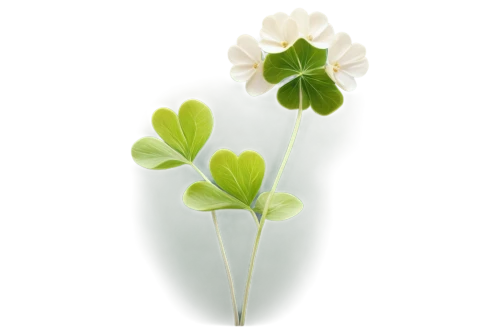 wood-sorrel,clover leaves,wood sorrel family,narrow clover,wood sorrel,medium clover,clovers,4-leaf clover,four-leaf clover,five-leaf clover,hybrid clover,oxalis,long ahriger clover,redwood sorrel,three leaf clover,distressed clover,4 leaf clover,four leaf clover,flowers png,white clover,Photography,Fashion Photography,Fashion Photography 25