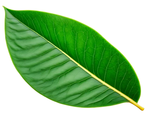 magnolia leaf,tropical leaf,banana leaf,mape leaf,walnut leaf,coconut leaf,fig leaf,jungle leaf,custody leaf,fan leaf,mammoth leaf,foliage leaf,tree leaf,chestnut leaf,leaf,tropical leaf pattern,palm leaf,acorn leaf,bay-leaf,bo leaf,Photography,Fashion Photography,Fashion Photography 24