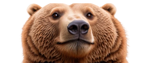 kodiak bear,brown bear,scandia bear,nordic bear,bear,slothbear,great bear,cute bear,grizzly,bear teddy,bear kamchatka,capybara,twitch icon,grizzly bear,bear bow,boar,3d teddy,beaver,sun bear,strohbär,Conceptual Art,Fantasy,Fantasy 16