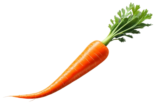 carrot,carrots,big carrot,love carrot,baby carrot,carrot salad,carrot pattern,vegetable,a vegetable,root vegetable,carrot juice,veggie,crudités,vegetable outlines,carrot print,vegetables,rapini,kawaii vegetables,veggies,patrol,Art,Artistic Painting,Artistic Painting 48