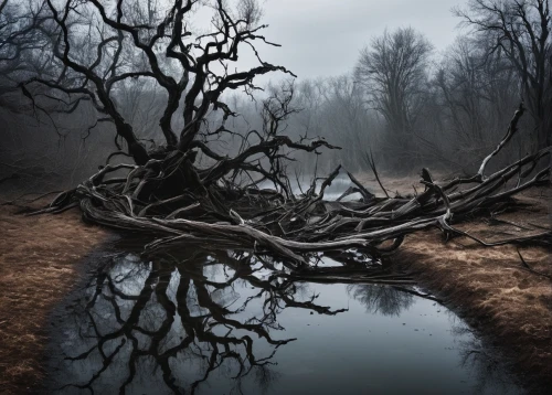 creepy tree,ghost forest,swampy landscape,isolated tree,broken tree,dead wood,uprooted,dead tree,fallen trees on the,dead branches,fallen tree,crooked forest,gnarled,haunted forest,the roots of trees,bare tree,foggy landscape,branched,old gnarled oak,bayou,Photography,Documentary Photography,Documentary Photography 05