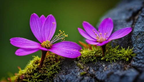 herb robert,hepatica,oxalis triangularis,forest anemone,violet woodsorrel,oxalis,alpine flowers,alpine flower,violet flowers,saffron crocus,crane's-bill,wood and flowers,wood-sorrel,purple flowers,purple crocus,mountain bluets,forest flower,spurflowers,purple flower,purple anemone,Photography,General,Fantasy