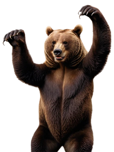 nordic bear,bear,scandia bear,cute bear,bear kamchatka,kodiak bear,left hand bear,great bear,bear market,brown bear,bears,slothbear,sun bear,grizzly bear,grizzly,bear teddy,bear bow,the bears,grizzlies,ursa,Photography,Fashion Photography,Fashion Photography 05