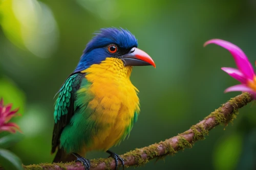 colorful birds,tropical bird,tropical birds,chestnut-billed toucan,tropical bird climber,yellow throated toucan,beautiful bird,exotic bird,keel-billed toucan,keel billed toucan,perched toucan,green jay,stork billed kingfisher,asian bird,bird flower,broadbill,beautiful macaw,gouldian finch,gouldian,bird-of-paradise,Art,Classical Oil Painting,Classical Oil Painting 30