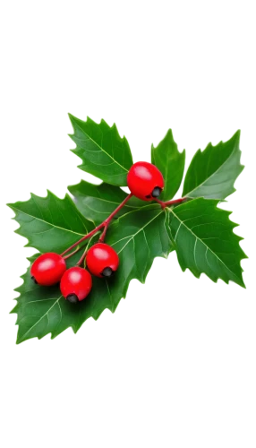 american holly,holly berries,holly leaves,holly wreath,ilex verticillataamerican winterberry,mountain ash berries,holly bush,lingonberry,cherry branch,rowanberry,siberian ginseng,swedish mountain ash,red berries,red green,cotoneaster,barberry,rosehip berries,red and green,rose hip oil,red mulberry,Art,Classical Oil Painting,Classical Oil Painting 38