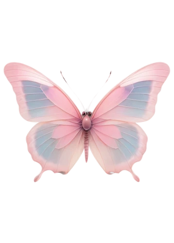 butterfly vector,pink butterfly,butterfly clip art,cupido (butterfly),hesperia (butterfly),flutter,papillon,limenitis,butterfly background,vanessa (butterfly),butterfly isolated,butterfly,isolated butterfly,butterflay,aurora butterfly,melanargia,c butterfly,french butterfly,sky butterfly,large aurora butterfly,Illustration,Realistic Fantasy,Realistic Fantasy 04