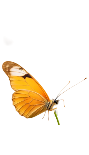euphydryas,butterfly vector,viceroy (butterfly),dryas julia,butterfly isolated,orange butterfly,gatekeeper (butterfly),peck s skipper,skipper (butterfly),hesperia (butterfly),dryas iulia,large skipper,butterfly background,chelydridae,melitaea,isolated butterfly,brush-footed butterfly,cupido (butterfly),butterfly clip art,lepidoptera,Conceptual Art,Daily,Daily 04