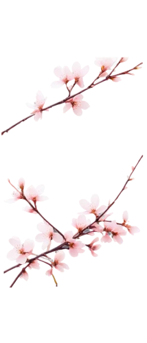 cherry blossom branch,cherry branches,japanese carnation cherry,sakura branch,flowers png,plum blossoms,plum blossom,japanese floral background,japanese cherry,japanese sakura background,sakura flowers,prunus,apricot blossom,sakura flower,sakura blossoms,apricot flowers,japanese cherry blossom,ornamental cherry,cherry branch,cherry twig,Illustration,Abstract Fantasy,Abstract Fantasy 20