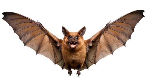 vampire bat,little red flying fox,fruit bat,bat,big brown bat,mouse eared bat,flying fox,tropical bat,megabat,hanging bat,bat smiley,bats,little brown myotis,pipistrelles,common pipistrelle,bombyliidae,lantern bat,bombyx mori,bombycidae,pterodactyl,Illustration,Retro,Retro 01