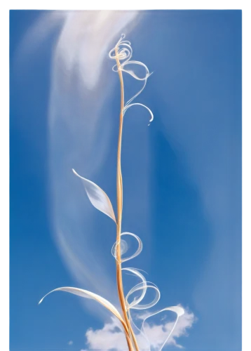 sky ladder plant,branched asphodel,madonna lily,calla lily,tulip branches,cloud shape frame,wind finder,wind,flying seeds,wind edge,stamen,tendril,flying seed,grass lily,angel's trumpet,sword lily,bookmark with flowers,angel's trumpets,giant white arum lily,winds,Conceptual Art,Sci-Fi,Sci-Fi 23