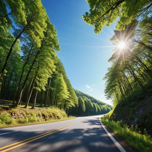 aaa,tropical and subtropical coniferous forests,forest road,temperate coniferous forest,aa,tree lined lane,mountain road,coniferous forest,tree-lined avenue,open road,country road,background view nature,mountain highway,evergreen trees,the road,winding roads,roads,long road,maple road,green forest,Photography,General,Realistic