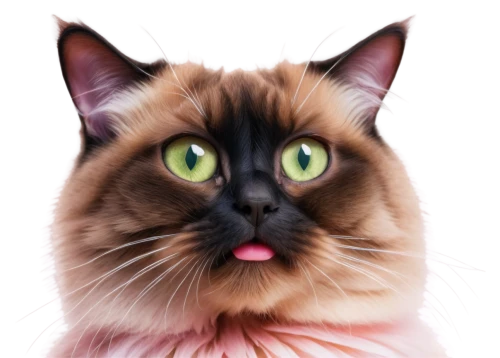 birman,cat vector,cat portrait,pet portrait,pink cat,drawing cat,cartoon cat,domestic long-haired cat,british longhair cat,siberian cat,cat drawings,my clipart,the pink panter,pink background,digital painting,cat cartoon,portrait background,maincoon,breed cat,colored pencil background,Illustration,Retro,Retro 20