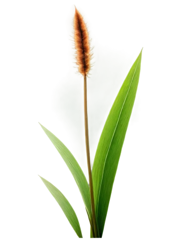foxtail lily,foxtail,feather bristle grass,pennisetum,citronella,kniphofia,sweet grass plant,red hot poker,cattail,bulrush,pennisetum alopecuroides,fishtail palm,cattails,fouquieria,poaceae,plantago,grass fronds,fouquieria splendens,frond,wheat grass,Illustration,Realistic Fantasy,Realistic Fantasy 32