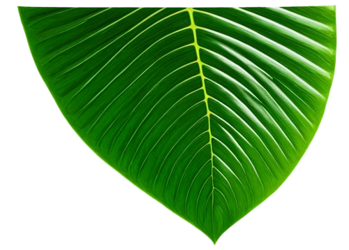 tropical leaf,tropical leaf pattern,banana leaf,coconut leaf,jungle leaf,mape leaf,palm leaf,magnolia leaf,tree leaf,custody leaf,walnut leaf,banana leaf rice,leaf structure,fig leaf,oleaceae,green leaf,leaf background,fan leaf,patrol,lotus leaf,Illustration,Abstract Fantasy,Abstract Fantasy 05