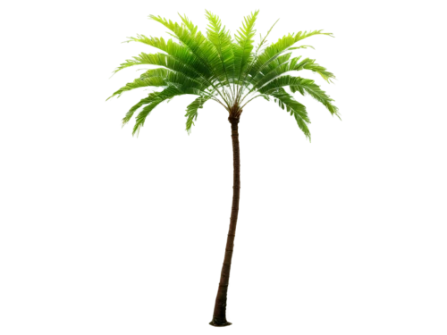 palm tree vector,palmtree,fan palm,palm tree,palm,wine palm,potted palm,toddy palm,cartoon palm,palm pasture,pony tail palm,coconut palm tree,easter palm,palm in palm,oleaceae,desert palm,coconut palm,saw palmetto,coconut tree,tropical tree,Illustration,Vector,Vector 03