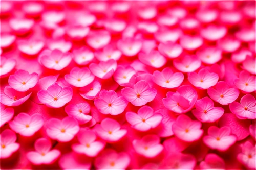 pink petals,pink tulips,pink hyacinth,pink clover,pink tulip,pink flowers,petals,pink periwinkles,pink chrysanthemums,pink flower,coral,pink chrysanthemum,pink hydrangea,pink carnations,pink water lilies,close up stamens,petal,tulips,pink water lily,pink grass,Unique,Pixel,Pixel 05