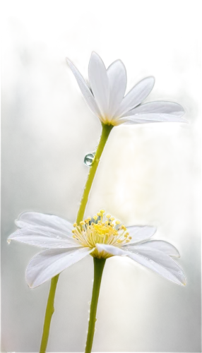 white cosmos,flannel flower,the white chrysanthemum,white chrysanthemum,ox-eye daisy,white lily,stitchwort,oxeye daisy,delicate white flower,mayweed,marguerite daisy,stamens,white flower,stellaria,daisy flower,stamen,fragrant white water lily,camomile flower,flowers png,cosmea,Conceptual Art,Oil color,Oil Color 10