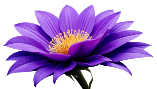 purple chrysanthemum,violet chrysanthemum,purple dahlia,purple daisy,purple flower,anemone purple floral,purple dahlias,crown chakra flower,purple anemone,dahlia purple,flowers png,blue chrysanthemum,flower purple,south african daisy,african daisy,senetti,china aster,purple passionflower,anemone blanda,two-tone flower,Photography,General,Natural