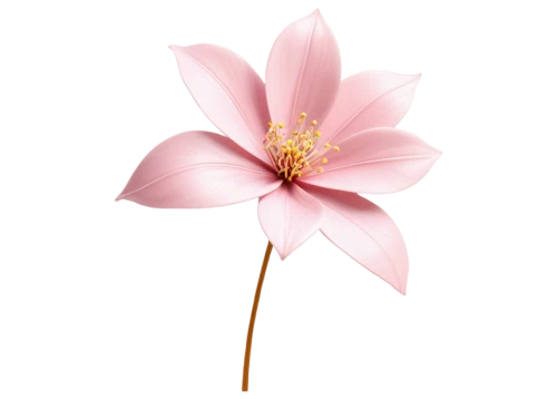 magnolia star,magnolia flower,flowers png,pink magnolia,minimalist flowers,chinese magnolia,pink flower,dahlia pink,magnolia blossom,magnolia × soulangeana,lotus png,anemone japonica,paper flower background,cosmos flower,bush anemone,magnolia,flower illustrative,flower illustration,japanese anemone,pink anemone,Art,Artistic Painting,Artistic Painting 37