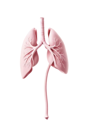 lungs,lung cancer,lung,respiratory protection,copd,medical illustration,nonsmoker,kidney,smoking cessation,airway,renal,ventilate,lung ching,connective tissue,cotton swab,windpipe,ventilator,quit smoking,cancer illustration,oxygen mask,Illustration,Black and White,Black and White 33