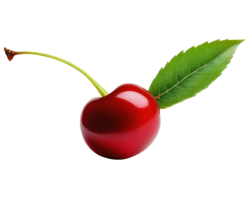 bladder cherry,great cherry,cherry,wild cherry,hill cherry,jewish cherries,oregon cherry,cherry branch,cherries,fire cherry,sweet cherry,sour cherry,cherry japanese,heart cherries,sour cherries,sweet cherries,japanese cherry,cherry twig,cherry plum,cranberry,Illustration,Abstract Fantasy,Abstract Fantasy 21