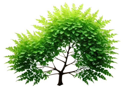 patrol,flourishing tree,green tree,intensely green hornbeam wallpaper,arbor day,aaa,hornbeam,sapling,aa,maidenhair tree,cleanup,fir green,ficus,linden tree,acacia,thunberg's fan maple,ornamental tree,neem,a young tree,celtic tree,Conceptual Art,Fantasy,Fantasy 19