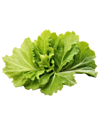 leaf lettuce,romaine,romaine lettuce,rapini,ice lettuce,head of lettuce,lamb's lettuce,lettuce leaves,chinese cabbage,pak-choi,cabbage leaves,lettuce,red leaf lettuce,iceburg lettuce,iceberg lettuce,chinese celery,shrub celery,lacinato kale,mustard greens,chinese cabbage young,Illustration,Retro,Retro 04