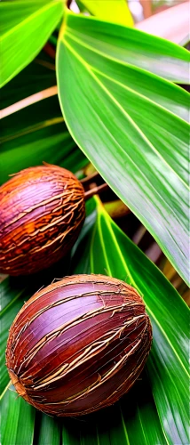 cocos nucifera,areca nut,salak,date palm,cocoa beans,coconut shell,coconut shells,coconut palm,indian almond,kelapa,coconut fruit,sabal palmetto,coconut leaf,paurotis palm,organic coconut,coconuts,banana flower,oleaceae,kaki fruit,toddy palm,Unique,Paper Cuts,Paper Cuts 08