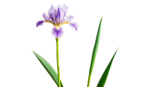 iris japonica,flowers png,tulipan violet,iris versicolor,wild iris,sciuris major vulgaris,swamp iris,algerian iris,pontederia,saffron crocus,turkestan tulip,iris,crocus vernus,irises,spathoglottis,autumnalis,crocus,violet tulip,spring crocus,ikebana,Illustration,Vector,Vector 20