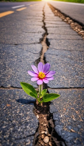 fallen flower,road forgotten,fork in the road,paved,road surface,road of the impossible,asphalt,wall,paved square,the way of nature,resilience,flower background,fallen petals,fallen colorful,flower in sunset,butterfly isolated,pot hole,sidewalk,single flower,road to nowhere,Photography,General,Realistic