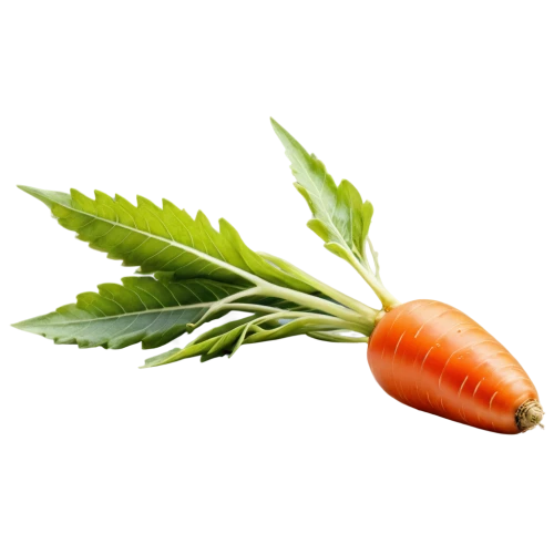 carrots,carrot,carrot pattern,skirret,shrub celery,love carrot,gremolata,parsley,cannareccione,chervil,baby carrot,carrot salad,ruprecht herb,stevia,big carrot,garnish,vegetable,a vegetable,dill,culinary herbs,Illustration,Paper based,Paper Based 09