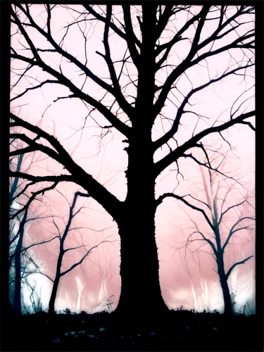 old tree silhouette,halloween bare trees,bare trees,pink dawn,tree silhouette,the trees,ash-maple trees,creepy tree,beech trees,deciduous forest,deciduous trees,trees,of trees,dusky pink,tree thoughtless,foggy forest,tree grove,copse,dusk background,forest dark,Photography,Documentary Photography,Documentary Photography 03