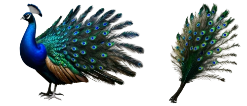 male peacock,peacock,peacock feathers,blue peacock,fairy peacock,peafowl,peacock feather,prince of wales feathers,peacocks carnation,beak feathers,color feathers,meleagris gallopavo,feathers bird,reconstruction,bird png,emberizidae,feather jewelry,guatemalan quetzal,feather headdress,feathers,Illustration,American Style,American Style 01