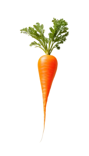 carrot,love carrot,carrots,carrot pattern,big carrot,baby carrot,carrot salad,root vegetable,vegetable,a vegetable,carrot print,carrot juice,kawaii vegetables,vegetable outlines,veggie,rapini,root vegetables,wall,veggies,vegetables,Photography,Black and white photography,Black and White Photography 06